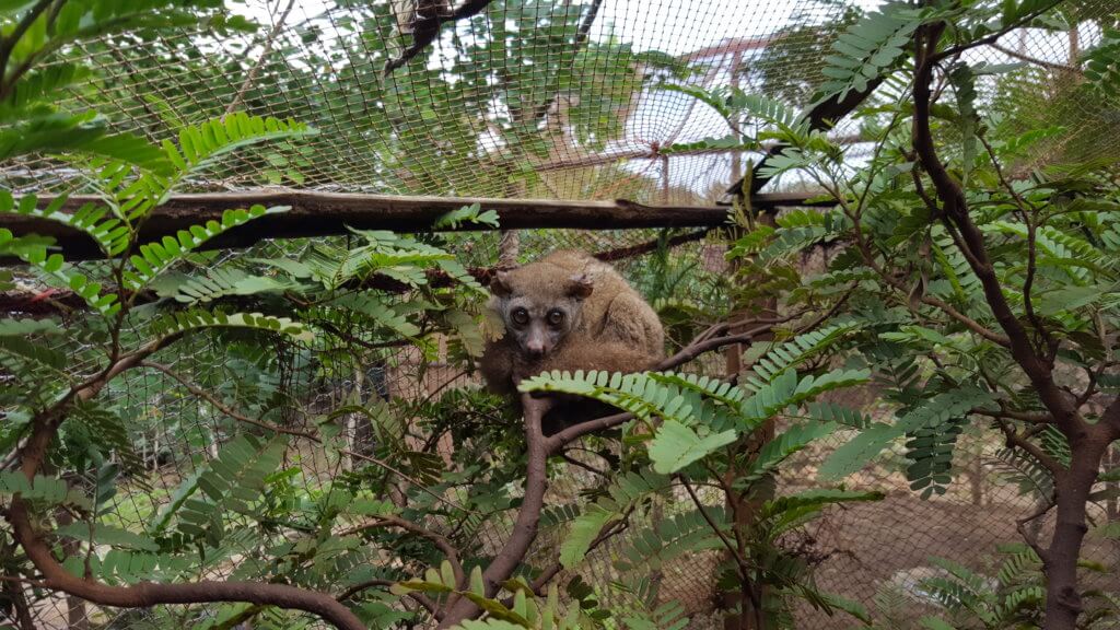 zanzibar cestovanie cestovani dovolenka dovolena kam ist co vidiet zaujimavosti ceny lemur bush baby