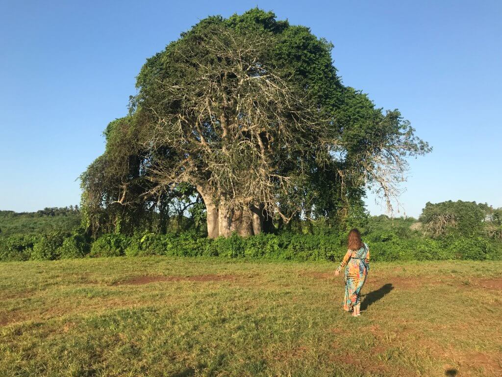 zanzibar cestovanie cestovani dovolenka dovolena kam ist co vidiet zaujimavosti ceny baobab